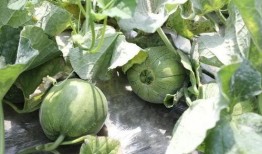 夏天吃瓜君,跟随“吃瓜君”探索夏日瓜果盛宴