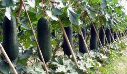 减肥可以吃黑皮瓜,天然低卡美食，轻松享瘦新选择