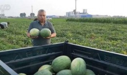 井陉吃瓜新闻事件,一场网络舆论的风波与反思