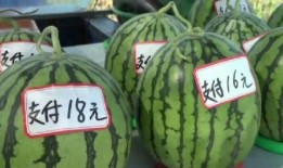 井陉吃瓜新闻事件,一场网络舆论的风波与反思