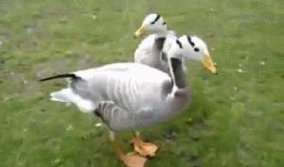 抓鸭子吃瓜,一场欢乐的乡村盛宴