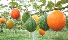 吊瓜怎么吃？,教你轻松解锁吊瓜食用新技巧