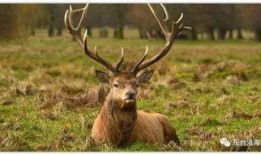 麋鹿不迷路吃瓜,不迷路吃瓜的智慧之旅