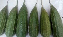 谢谢吃瓜的情景,一场趣味横生的网络社交盛宴