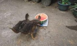 抓鸭子吃瓜,一场欢乐的乡村盛宴