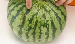 筷子吃瓜,探寻传统美食中的文化韵味