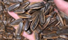 吃瓜是吃瓜子嘛图片,揭秘“吃瓜”背后的瓜子之谜