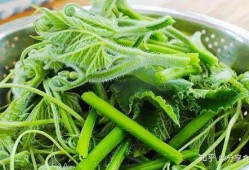 可以吃的瓜尖,探寻美味与营养的完美融合