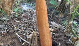 农夫吃瓜有点酸,酸中带甜的乡村生活趣事