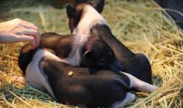 带你吃瓜猪系列,趣味横生的动物故事集