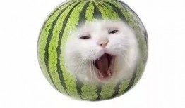 这个瓜我吃,揭秘“这个瓜我吃”背后的故事与真相