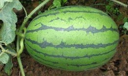 唐十八爆料吃瓜