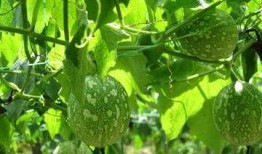 吃吊瓜身上黄,揭秘身体黄变之谜