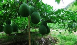 吃吊瓜身上黄,揭秘身体黄变之谜