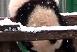 吃瓜小熊织女,揭秘网络红人的魅力与影响力