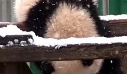 吃瓜小熊织女,揭秘网络红人的魅力与影响力