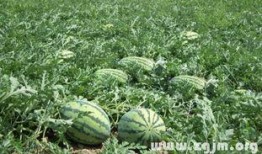 梦见什么吃瓜,揭秘“吃瓜”背后的神秘寓意