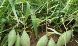 吃羊角瓜会长痘吗,羊角瓜食用与痘痘关系揭秘