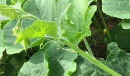 可以吃的瓜尖,探寻美味与营养的完美融合